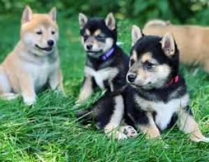 Regalo cachorros Shiba Inu2U0