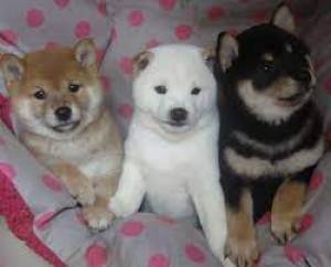 Regalo cachorros Shiba Inu44