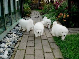 Fantasticos Regalos cachorros Samoyed33