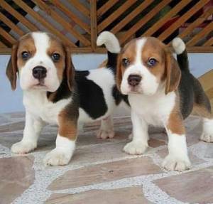 Regalo Cachorros Beagle31