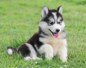 Regalo cachorros Husky Siberiano18