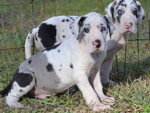 Regalo cachorros Gran Danes14