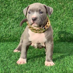 Reaglo Azule cachorros Pitbull Americanos32
