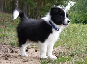 Regalo Magnificos cachorros Border collie28