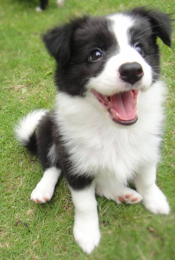 Regalo Magnificos cachorros Border collie33 en Málaga