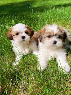 ¡Una Shih Tzu hembra imperial e impresionante!