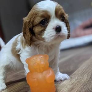 Cachorros cavalier king charles spaniel