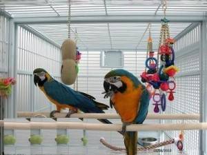 Huevos de loro y aves loro de varios disponibles.