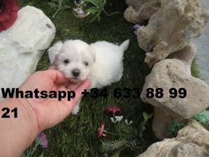 CAMADA CACHORROS DE BICHON MALTES MINI TOY ffd