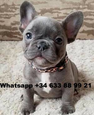CAMADA CACHORROS DE BULLDOG FRANCES ffR