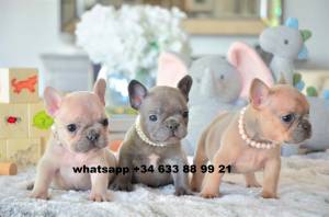 CAMADA CACHORROS DE BULLDOG FRANCES GRA
