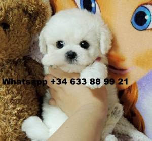 CAMADA CACHORROS DE CANICHES MINI TOY ESTT