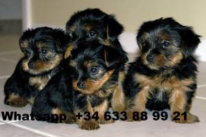 CAMADA CACHORROS DE YORKSHIRE MINI TOY CASAVA