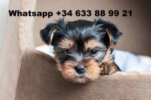 CAMADA CACHORROS DE YORKSHIRE MINI TOY GGTS
