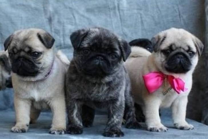 18Regalo cachorros Carlino Pug