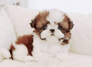 9Minatura Cachorros Shihtzu