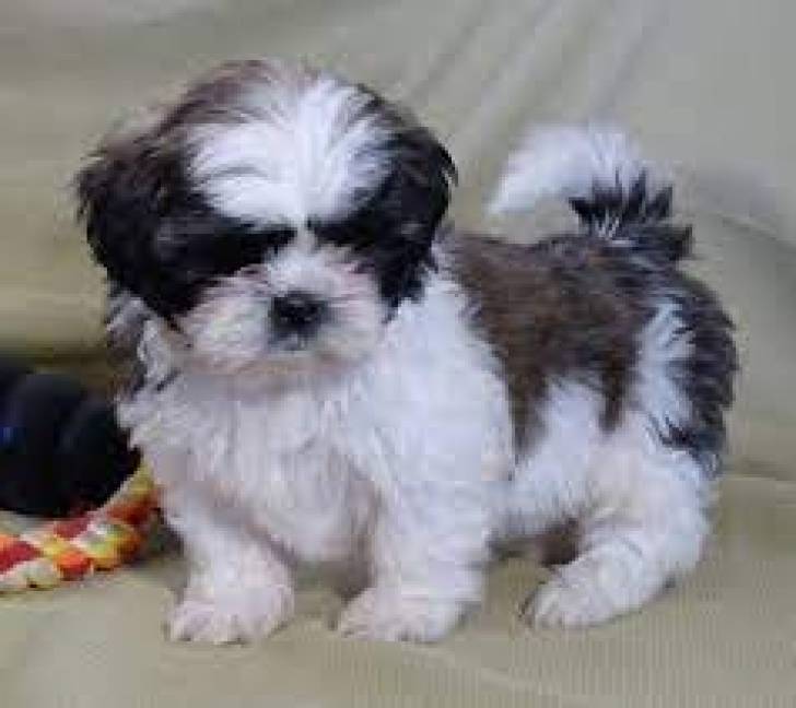 18Minatura Cachorros Shihtzu