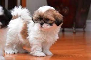 39Minatura Cachorros Shihtzu