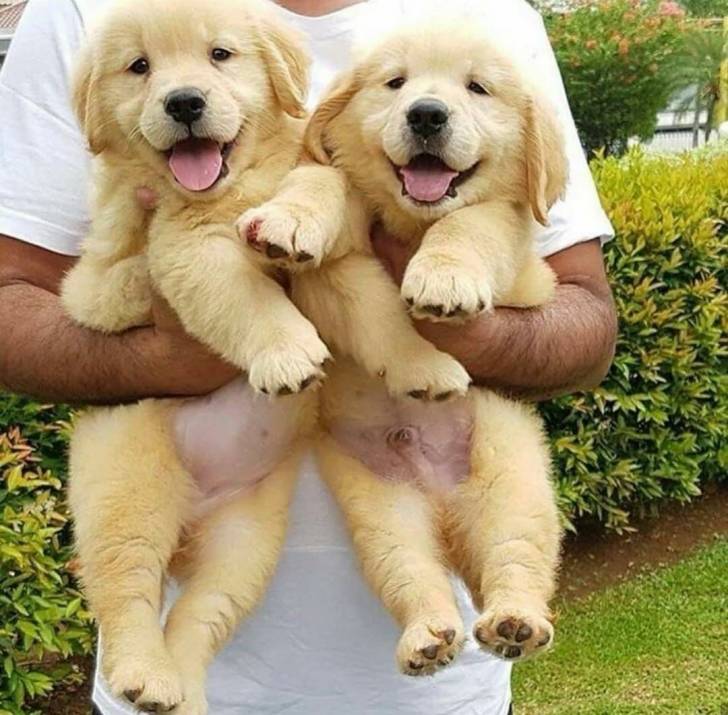 21Magnificos Cachorros Golden Retriever