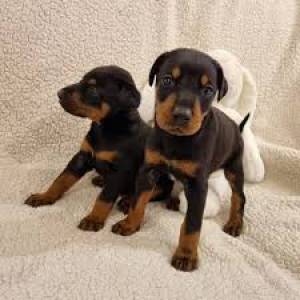 36Cachorritos Doberman en adopcion