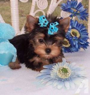 perritos  de Yorkie para adopcion