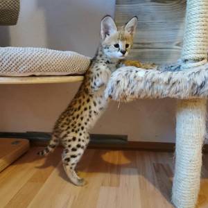 Gatitos Savannah registrados en F1 TICA a la ventadnfnt
