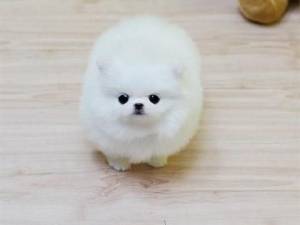 Regalo Cachorros Pomerania Para GRATIS..´