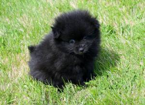 Regalo Cachorros Pomerania Para GRATIS...;
