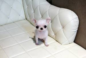 Regalo chihuahua  para Para GRATIS....