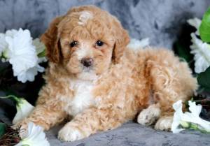 Regalo Cachorros De Caniche Para GRATISss