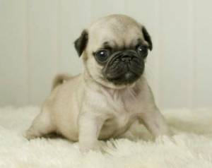 Regalo De Carlino Cachorros Para GRATISc