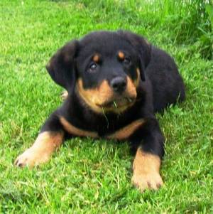 Regalo Rottweiler Para GRATISxz