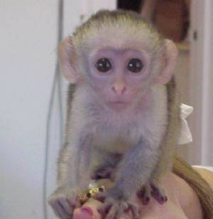 Regalo Monos Capuchinos............