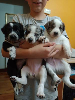 Cachorros border collie blue merle