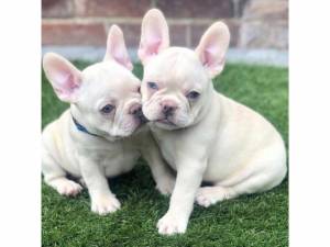 Regalo Hermosos Cachorros de Bulldog Franceses.-.,K