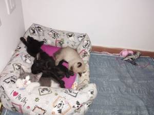 Gatitos Huérfanos ....