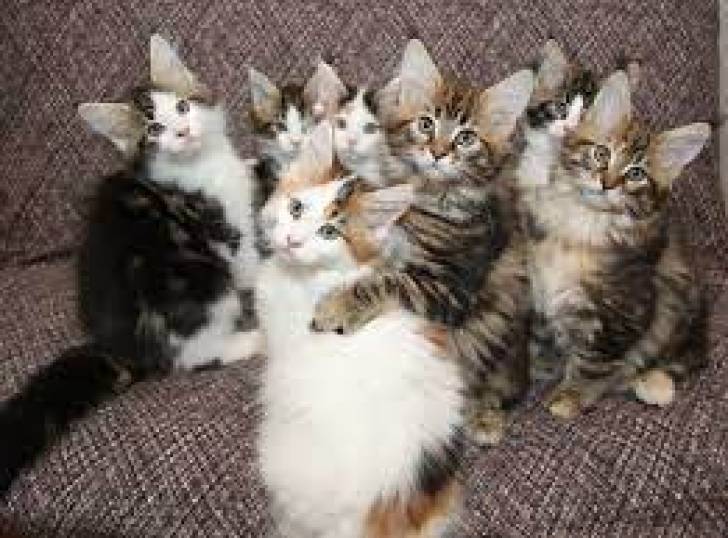 Regalo gatitos Maine Coon para adopción17