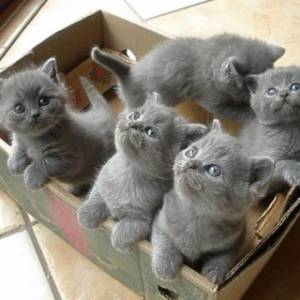 Lindos gatitos británicos de pelo corto4