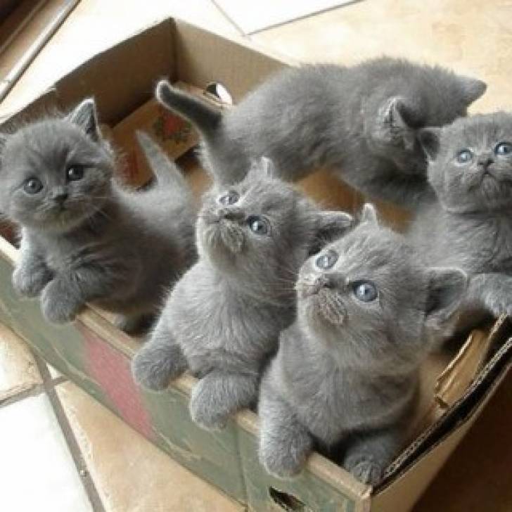 Lindos gatitos británicos de pelo corto16