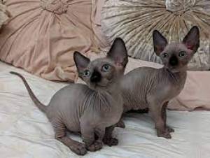 Gatitos Sphynx macho y hembra disponibles47