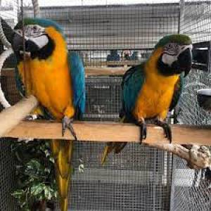 Regalo hablado y inteligentes loros guacama1