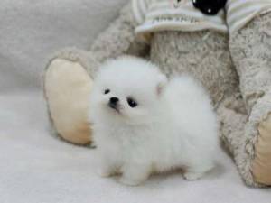 Regalo Cachorros Pomerania Para GRATIS,,