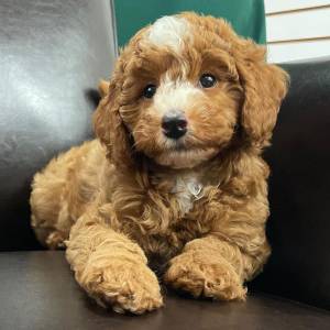 cachorro caniche toy en adopcion