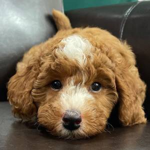 cachorro caniche toy en adopcion