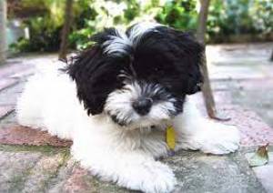 documentos bichon habanero  dos
