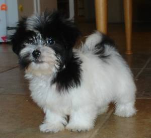 hermosos cachorros de bichon habanero