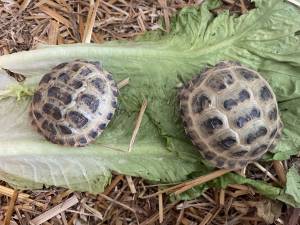 Tortugas rusas Horsfieldi