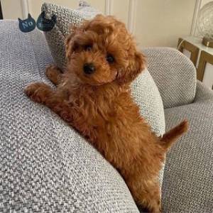 Cachorro de caniche toy asequible disponible Contácteme