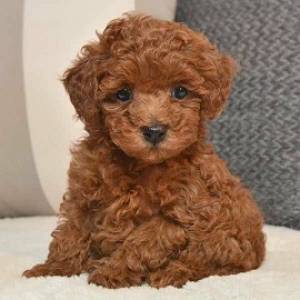 cachorro caniche toy en adopcion