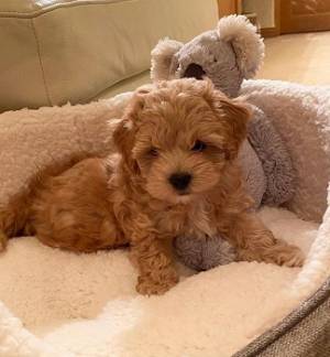 cachorro caniche toy en adopcion
